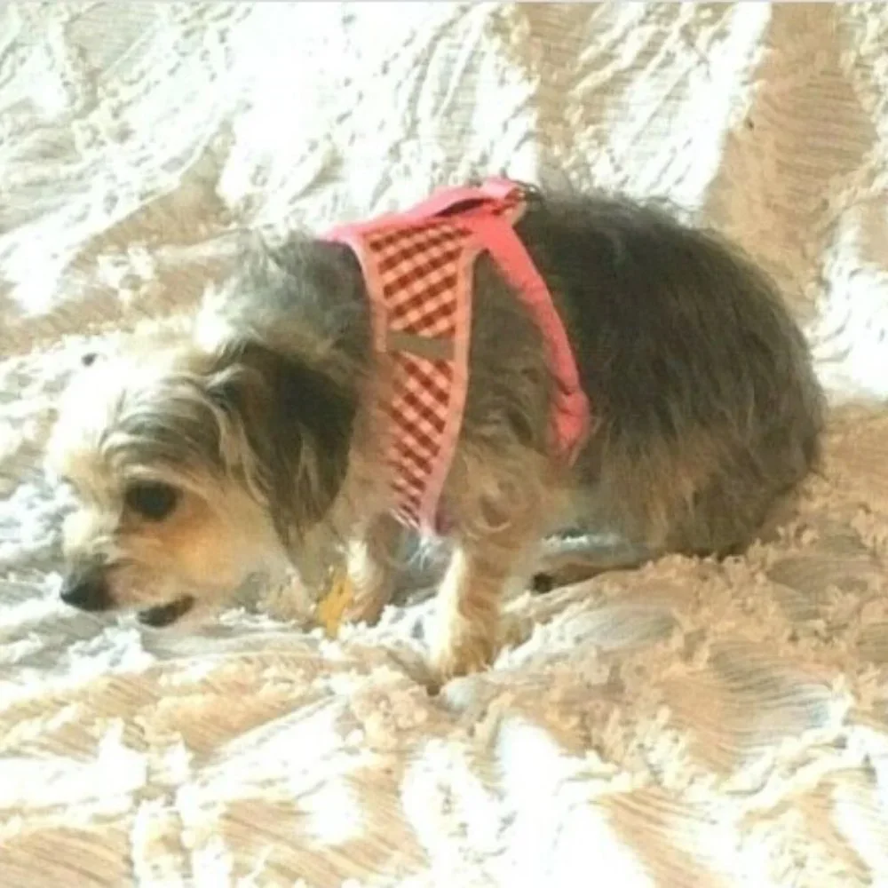 New No Pull Brown Gingham Small Dog/Cat Harness with Leash Soft Breathable